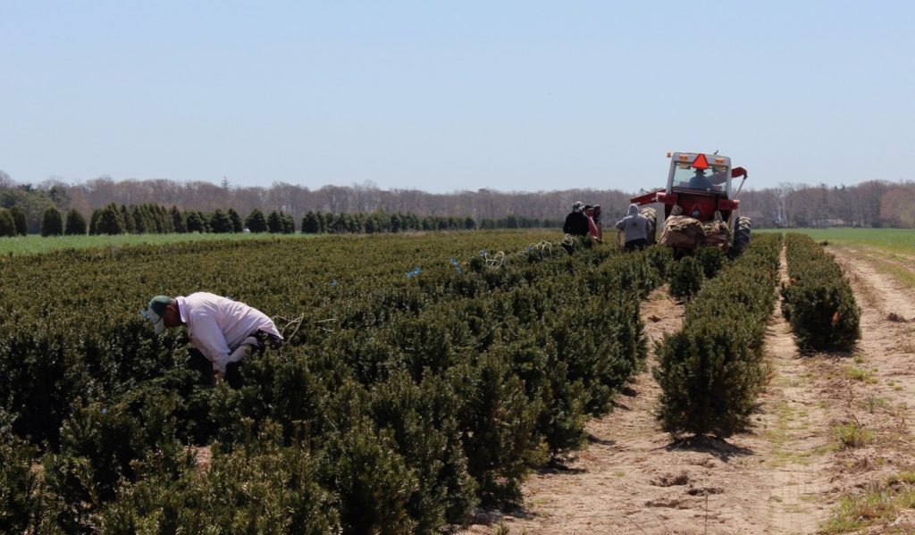 El estado aprueba que los trabajadores agrícolas reciban horas extras después de las 40 horas trabajadas