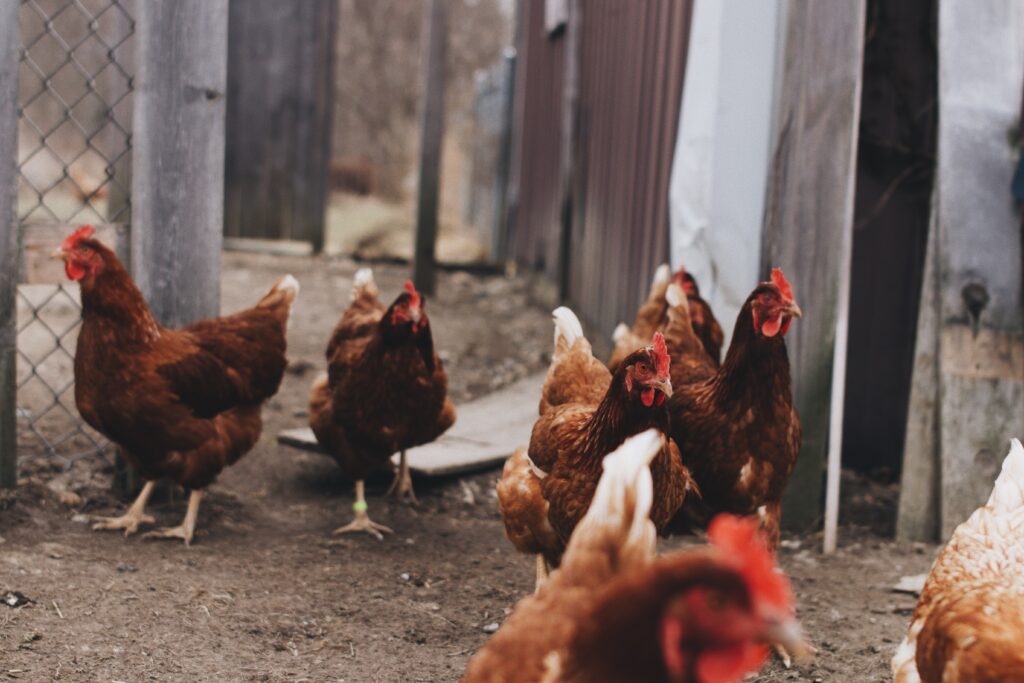 Un pequeño gallinero no comercial en el condado de Suffolk ha dado positivo a influenza aviar altamente patógena