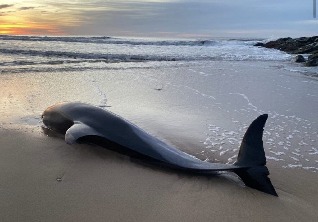 Delfín de pico corto hallado muerto en playa de East Hampton