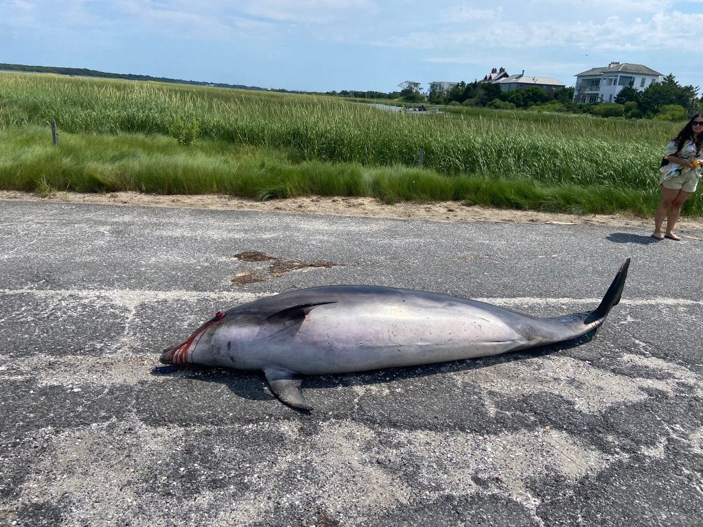 Encuentran un delfín muerto cerca de la playa de Coopers Beach en Southampton