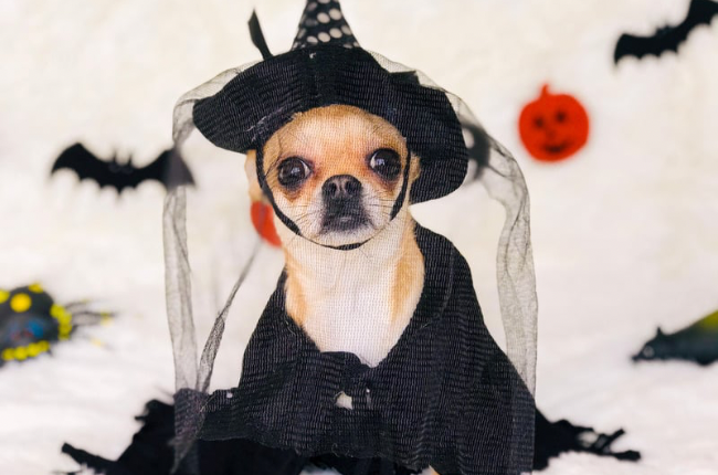 Hoy desfile anual de Halloween para perros en Southampton