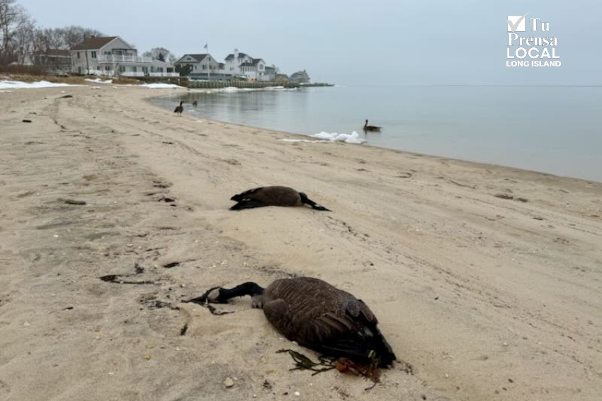 El Departamento de Conservación Ambiental del Estado emite alerta sobre el contacto con aves muertas o enfermas en Long Island