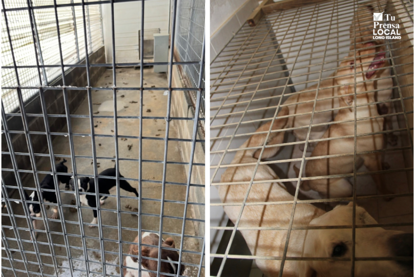 Criador de perros en Manorville es arrestado por presunto abandono de 23 perros y cachorros