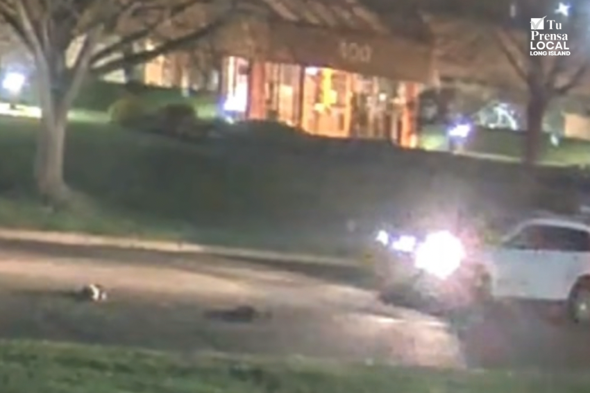 SPCA ofrece recompensa de $2,000 por información sobre responsable de matar gansos intencionalmente en Hauppauge