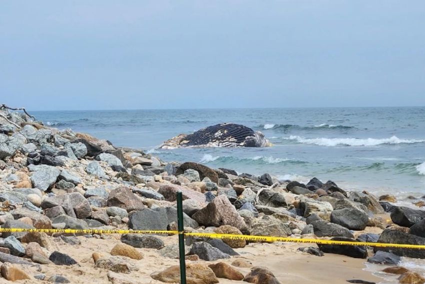 Ballena jorobada muerta varada en playa de Ditch Plains en Montauk será retirada este sábado