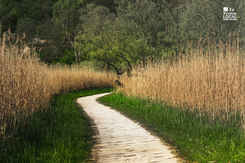 El condado de Suffolk invita a la comunidad latina a aprender sobre salud, conservación y prevención de garrapatas mientras disfruta de una caminata al aire libre
