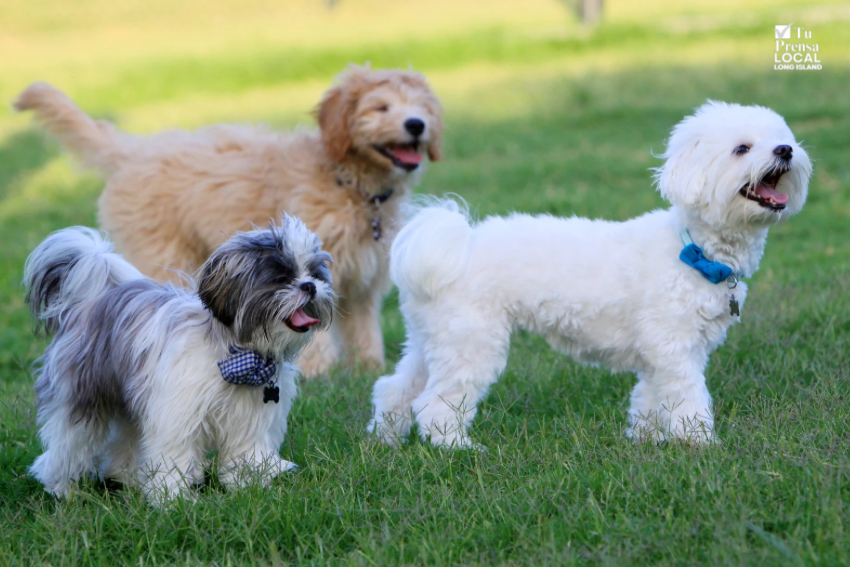 Hamptons Dog Show regresa este sábado para recaudar fondos en beneficio de perros de servicio y rescate