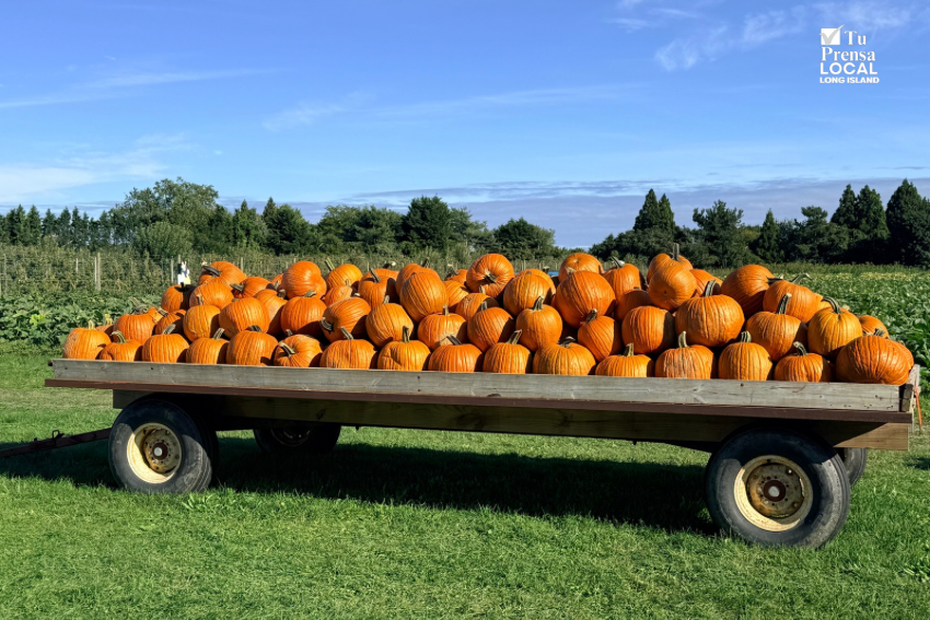Southampton celebrará en Hampton Bays una jornada familiar de otoño con juegos y calabazas